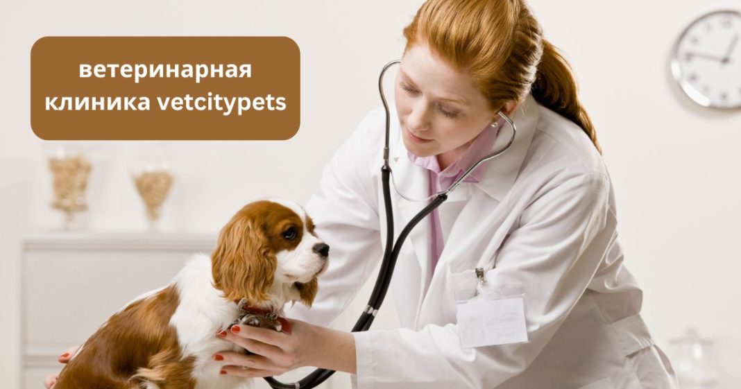 ветеринарная клиника vetcitypets
